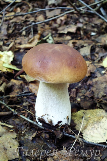 белый гриб